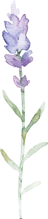 Lavender watercolor flower